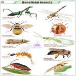 Beneficial Insect Species Chart